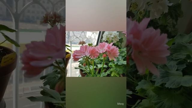 스텔라 제라늄 모음전 смотреть онлайн