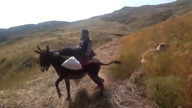 ослик испугался смотреть онлайн