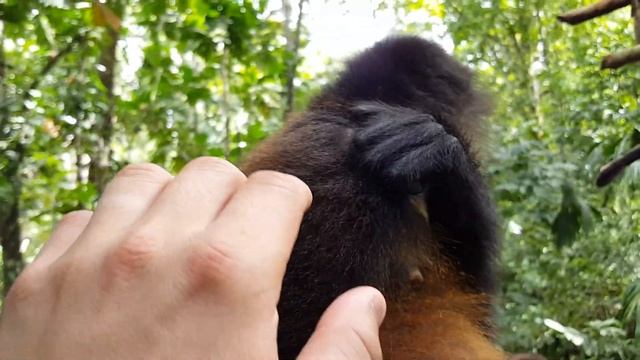 Sweetie bear the spider monkey смотреть онлайн