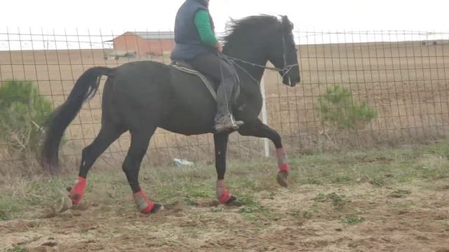 Вороной PRE на продажу смотреть онлайн