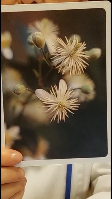 La Floriterapia per gli animali - Clematis #clematis #antonellasoulflower #floriterapia #animali смотреть онлайн