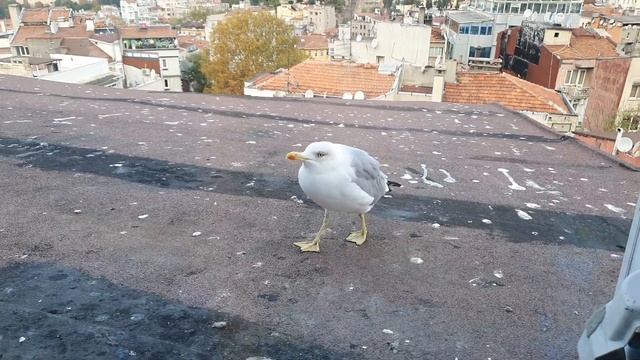 #стамбул #альбатросы смотреть онлайн