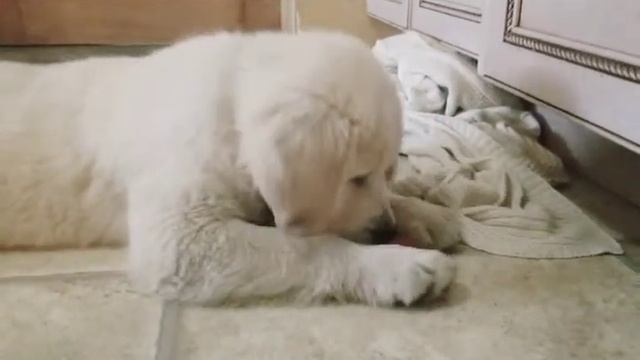 Past Rocco Pup Vs. A Cherry Tomato смотреть онлайн