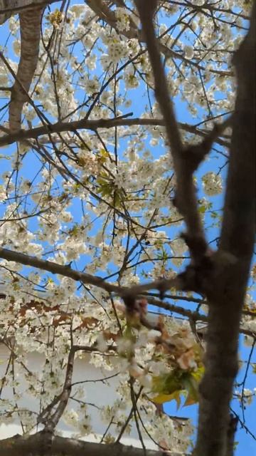 cherry blossom bees смотреть онлайн