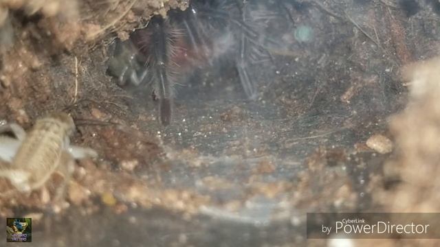 Tarantula Feeding Time! Volume 2 смотреть онлайн