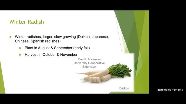Radish смотреть онлайн