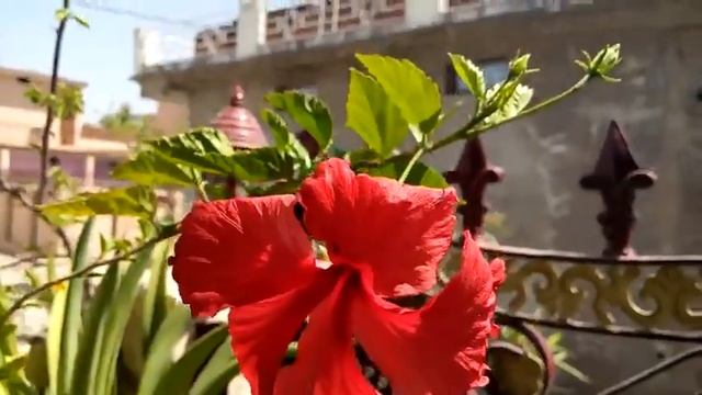 352 - Blooming Hibiscus in HOT SUMMER (Hindi /Urdu) 31/3/17 смотреть онлайн