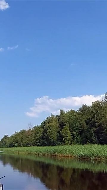 Цапли Новоладожского канала смотреть онлайн