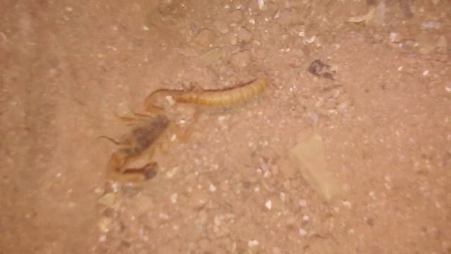 Leiurus Quinquestriatus' first feeding after molting. смотреть онлайн
