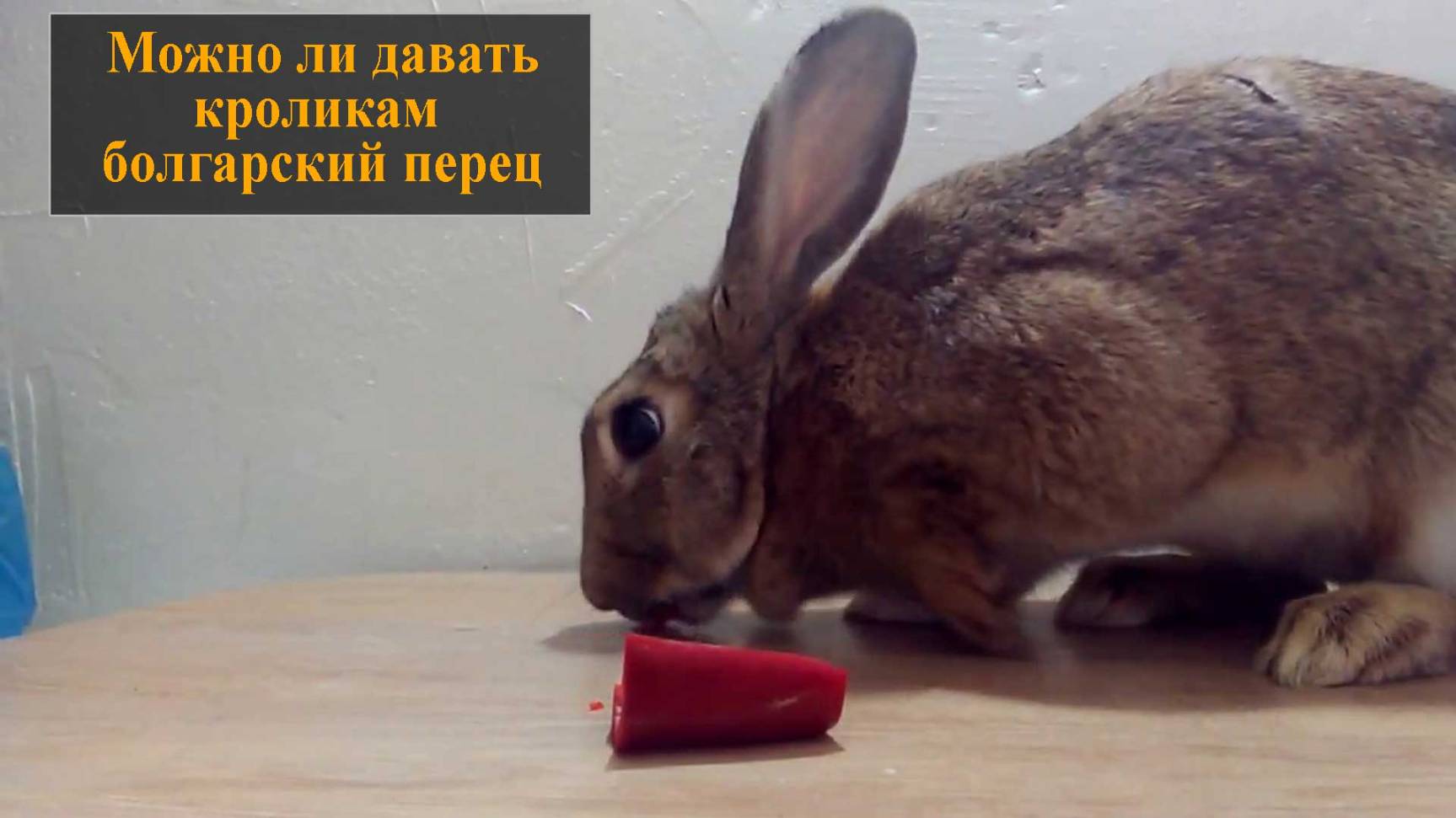 Можно ли давать кроликам болгарский перец