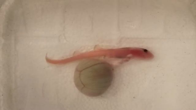 Developing baby epaulette shark смотреть онлайн