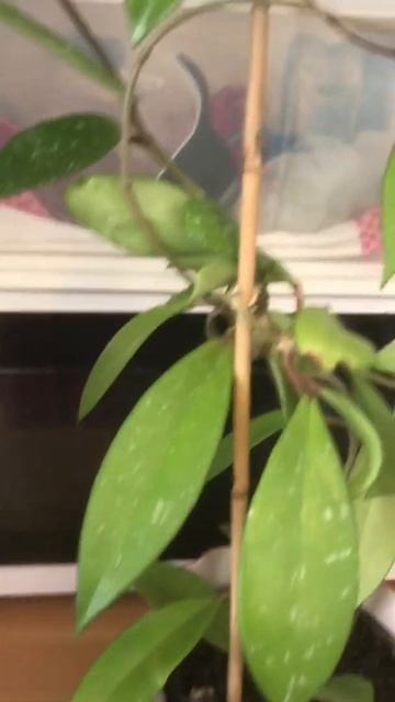 Hoya Pubicalyx splash смотреть онлайн