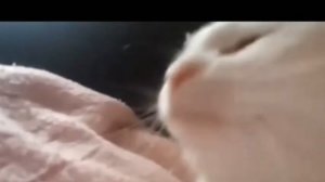 Кот качает головой под музыку! | ПОДБОРКА МЕМОВ #1