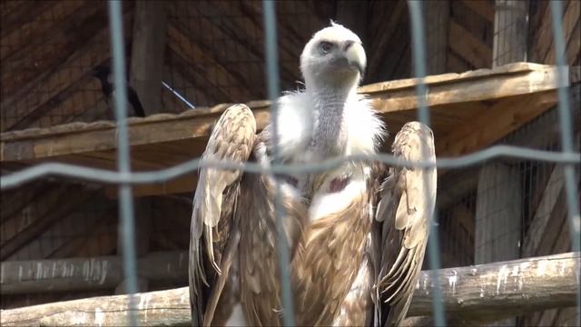 IL GRIFONE DELL' HIMALAYA, AL PARCO SAFARI DELLE LANGHE A MURAZZANO (CN) SAB. 17 - 8 - 2019 смотреть онлайн