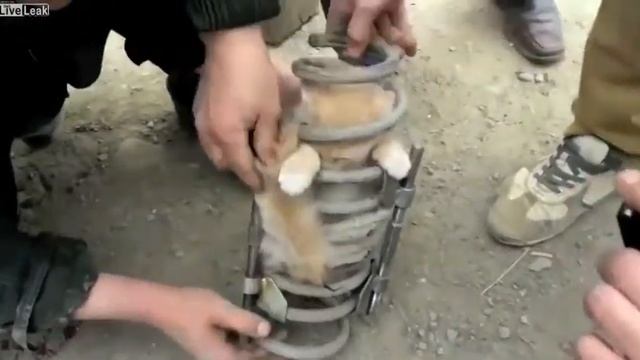 Про Персика в пружине смотреть онлайн