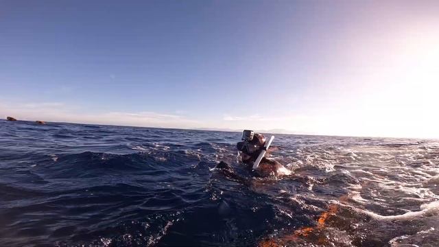 BLACK MARLIN Spearfishing NEWCAL (2) смотреть онлайн
