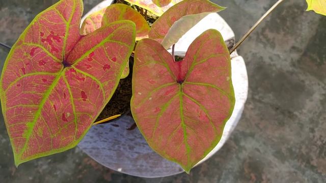 Caladium New Wave