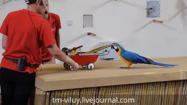 Parrot babysitter (попугай-няня) смотреть онлайн