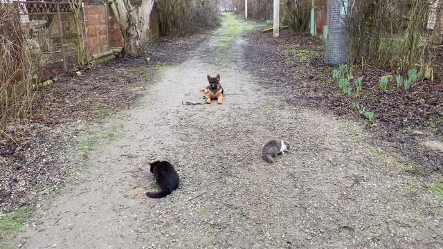 Немецкая овчарка 4 месяца Ник! Отработка команды лежать с котиками! Железная выдержка! смотреть онлайн