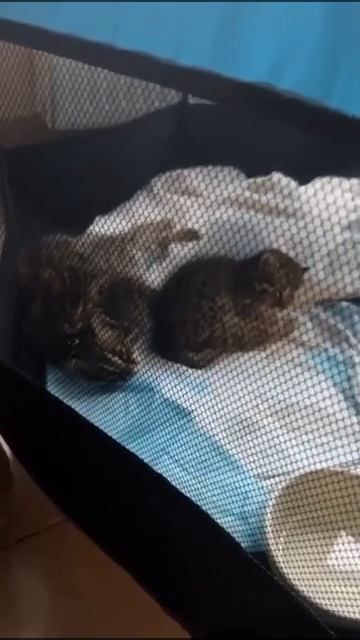 АМУРСКИЕ КОТЯТА ШИПЯТ,НЕДОВОЛЬНЫ РАЗБУДИЛИ смотреть онлайн