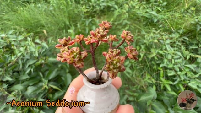 Cute Tiny Aeonium Sedifolium 🥰🥰🥰