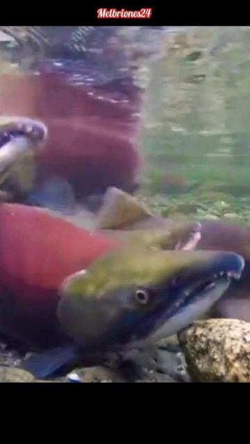 Sockeye Salmon feeding time! #shorts смотреть онлайн