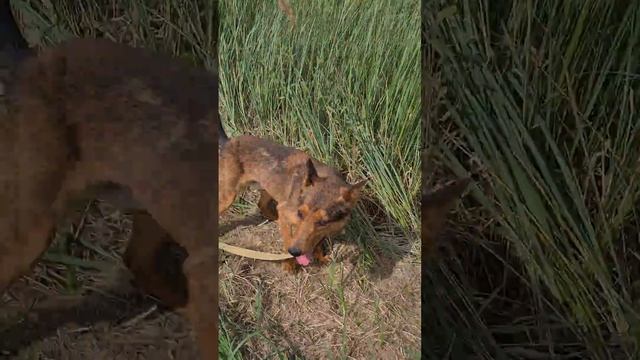 Dingo 2023 m. rugpjūčio 24 d. смотреть онлайн
