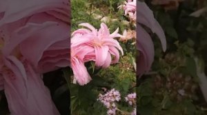 Восточная лилия Дианта, Эмпрессо