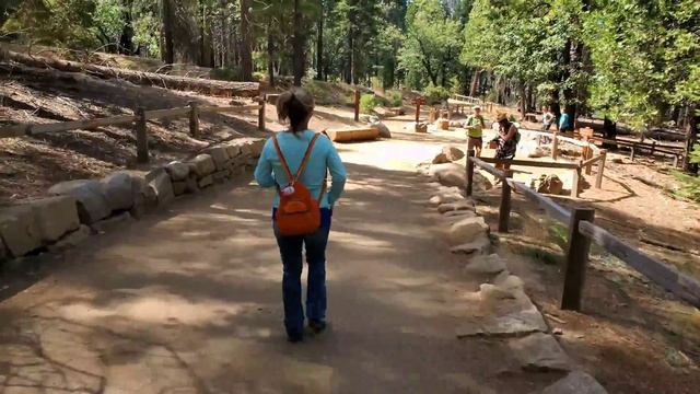 GRIZZLY GIANT SEQUOIA & TUNNEL TREE MARIPOSA GROVE YOSEMITE CALIFORNIA 4K 60 fps смотреть онлайн