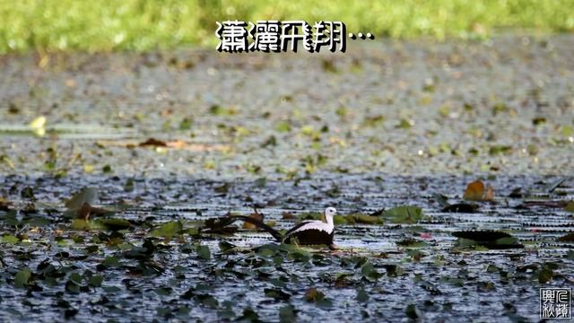 2022年6月。台南官田。盛夏的水雉。 смотреть онлайн