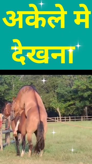 horse mating stalian mating смотреть онлайн