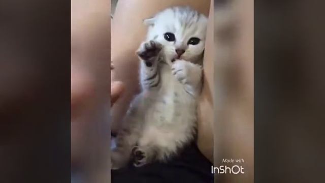 Продажа котят Омск смотреть онлайн