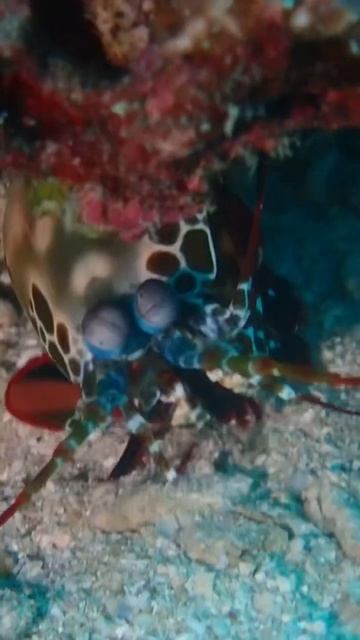 Predator in Paradise:The peacock mantis shrimp смотреть онлайн
