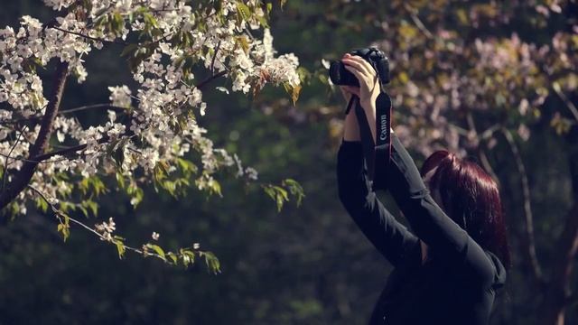 sakura смотреть онлайн