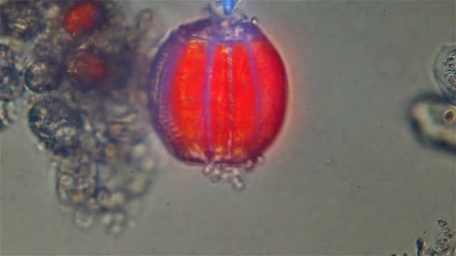 Chlorophyll fluorescence смотреть онлайн