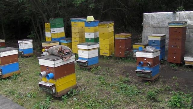 Пчеловодство.На пасеке у Снисаря Виктора Дмитриевича. смотреть онлайн