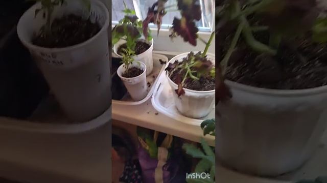 Что растёт в зимнем огороде? 20 ноября/Выпуск 3 #томаты#огурец#зимнийогород #зелень #петрушка смотреть онлайн