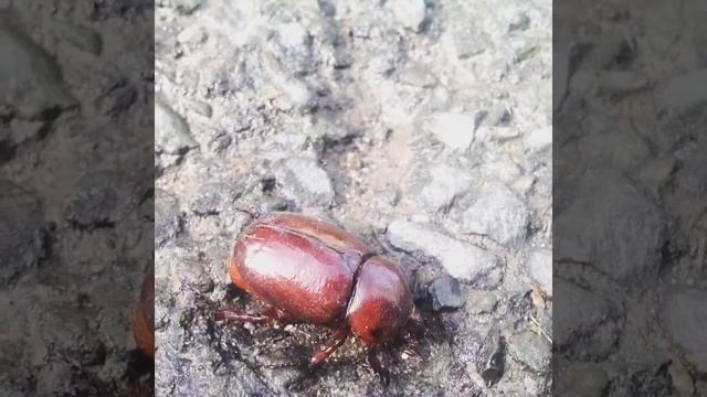 Жук на земле в Болгарии смотреть онлайн