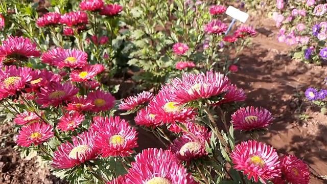 China aster | Callistephus chinensis | Aster flower смотреть онлайн