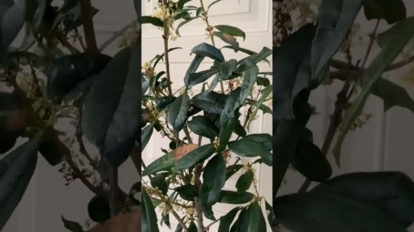 爆花的盆栽日香桂 Osmanthus fragrans cv.’rixianggui’ in container