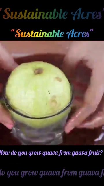 How to grow a guava tree from Guava fruit, смотреть онлайн