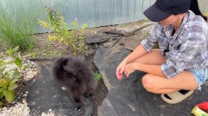 ЗАЧЕМ Я ЭТО САЖАЛА? Опять переделывать!