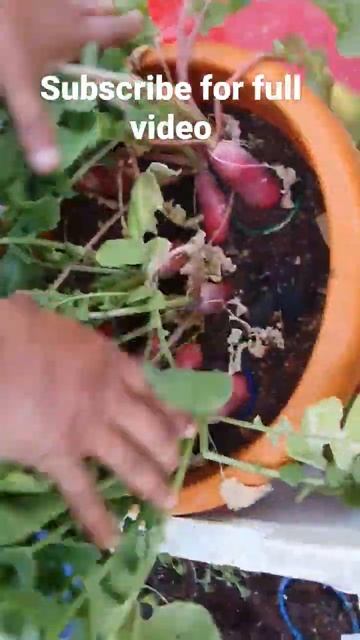 Red and white radish Harvesting #shorts смотреть онлайн