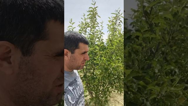 Минитрактор китаец косил а пресбодборщик киргиз пресовал тюки смотреть онлайн