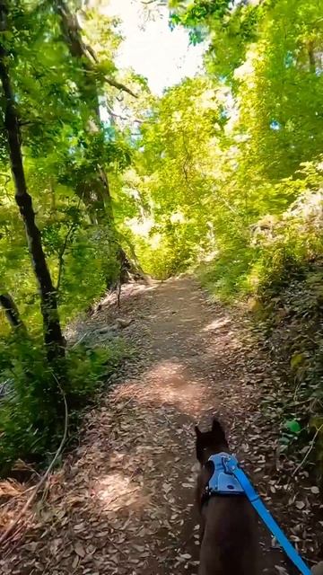 Nature Sounds: Beautiful Hiking Trail in Loch Lomond Reservoir смотреть онлайн