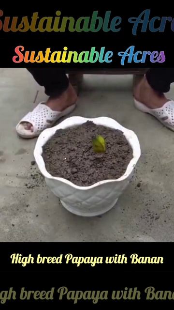 "Papaya Meets Banana: The Beauty of Crossbreeding" смотреть онлайн