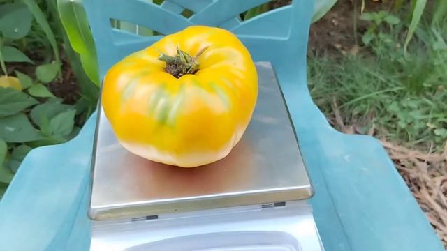 Beautiful pineapple tomatoes. смотреть онлайн