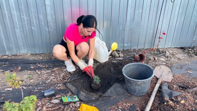 ПОСЛЕДНИЕ РАБОТЫ В САДУ! Конец сезона 2023, готовимся к 2024!!! смотреть онлайн