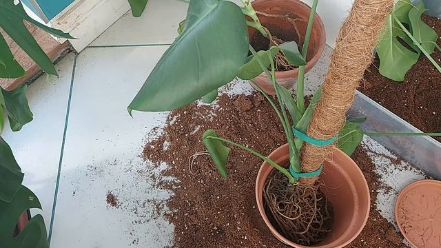 How to help your Monstera Deliciosa grow upwards with the support of a moss pole. смотреть онлайн
