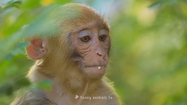 Rhesus Macaque Baby Eating смотреть онлайн